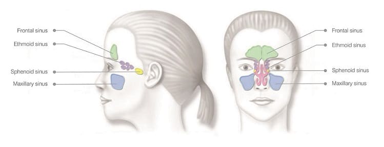 sinus placement in head